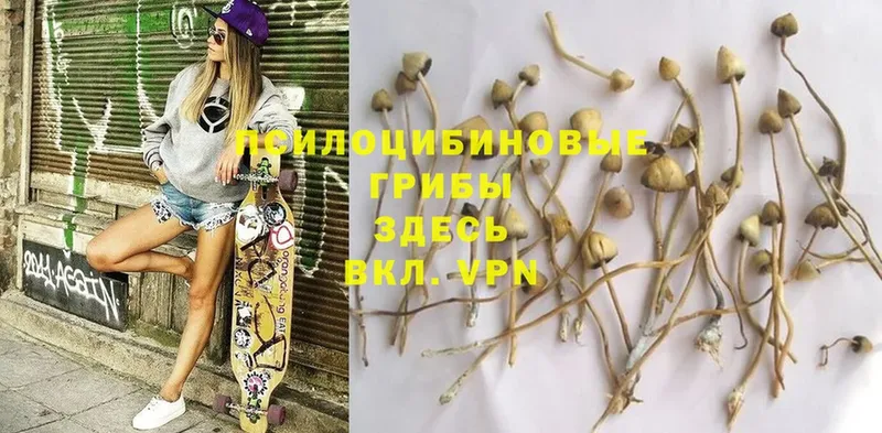 Галлюциногенные грибы Psilocybe  omg зеркало  Буйнакск  закладка 